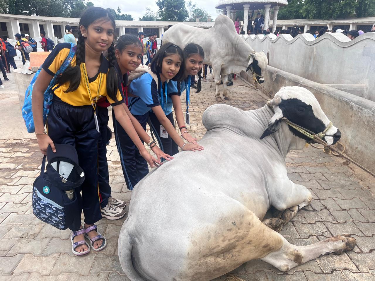 JGRVK – Ramamurthy Nagar students visit to Rashtrotthana Goshala (1)